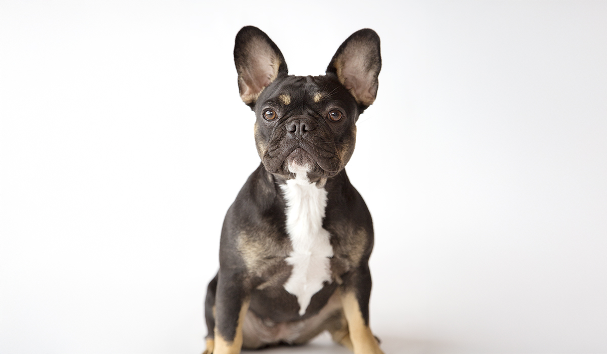 2 If living in smaller spaces, choose breeds that are better adapted to this (like this French Bulldog)_1200px