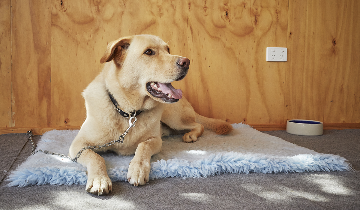 4 If working from home, create separation time to prevent separation anxiety_1200px