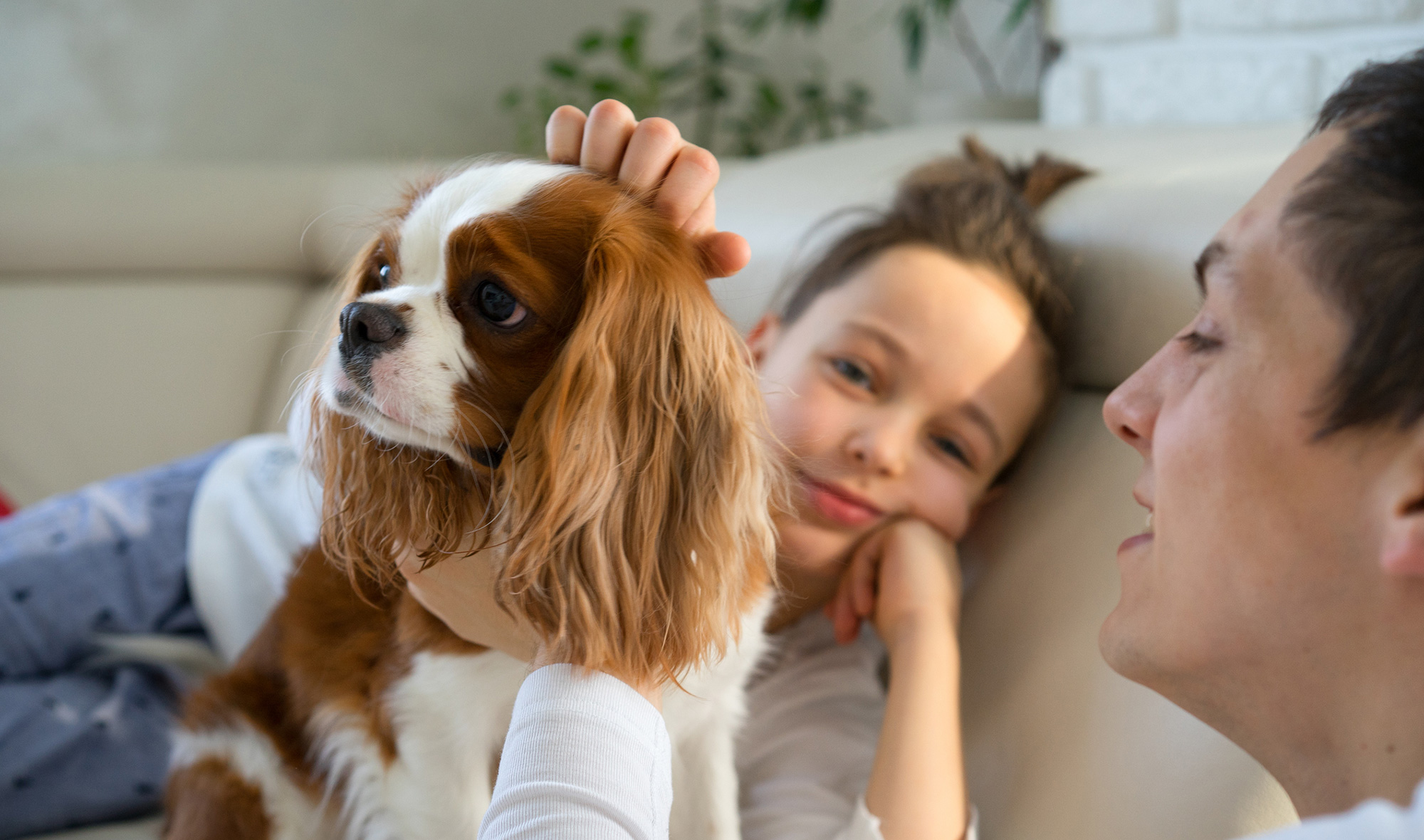 FVAH Maintaining pet health: Mental stimulation matters to your family pet  - FVAH